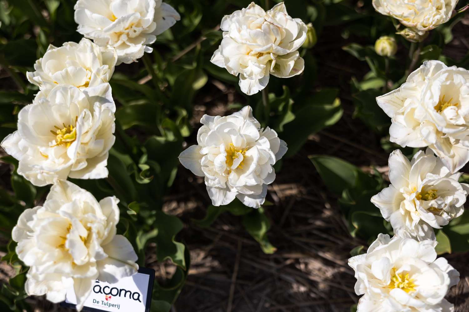 Tulipe 'Mount Tacoma'